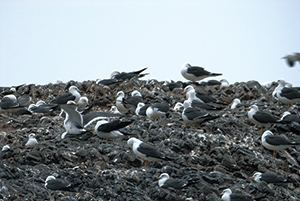 photo of Fumi-shima Island