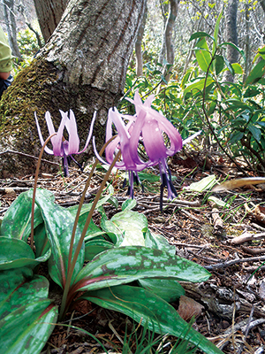 photo of Dogtooth Violets