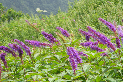 photo 3 of Daisen-Oki National Park