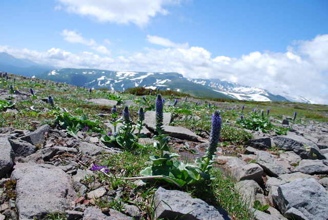 photo of Lagotis yesoensis tatew Alpine Meadow