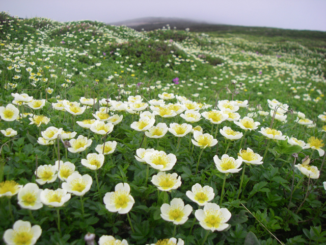 チングルマの花畑の写真