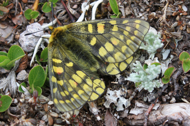 photo of Parnassius eversmanni daisetsuzanus