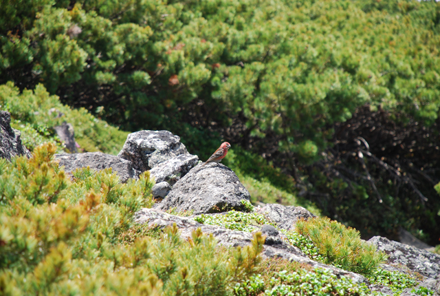 photo of Pine Grosbeak