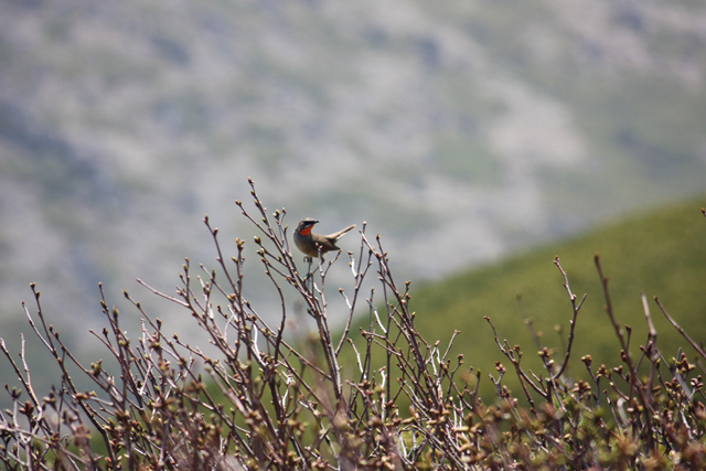 photo of Siberian Rubythroat