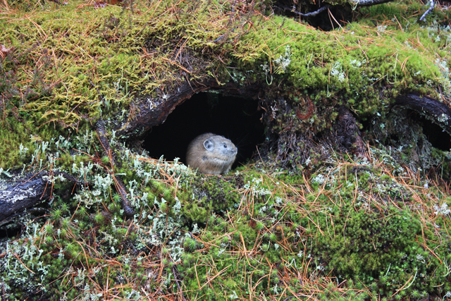 エゾナキウサギの写真