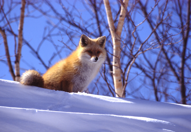 photo of Ezo Red Fox