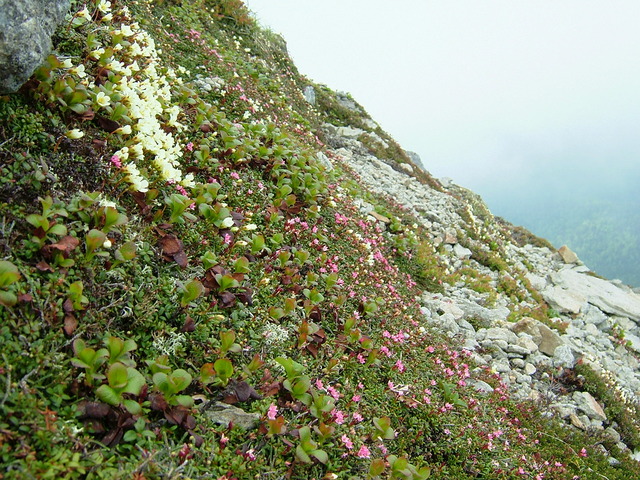 タイトル　ニペソツ山の花々