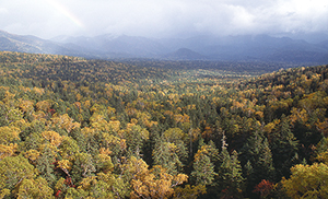 photo of The Sea of Trees in Tokachi-Mitsumata