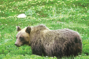 ヒグマの写真