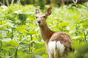 photo of Yezo Sika Deer