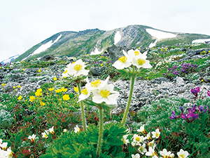 高山植物群落の写真