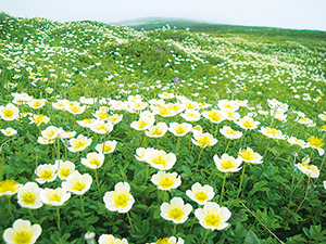 photo of Communities of Geum pentapetalum, etc.