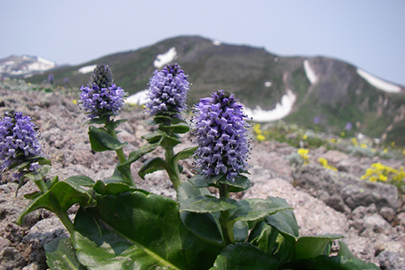 photo 8 of Daisetsuzan National Park