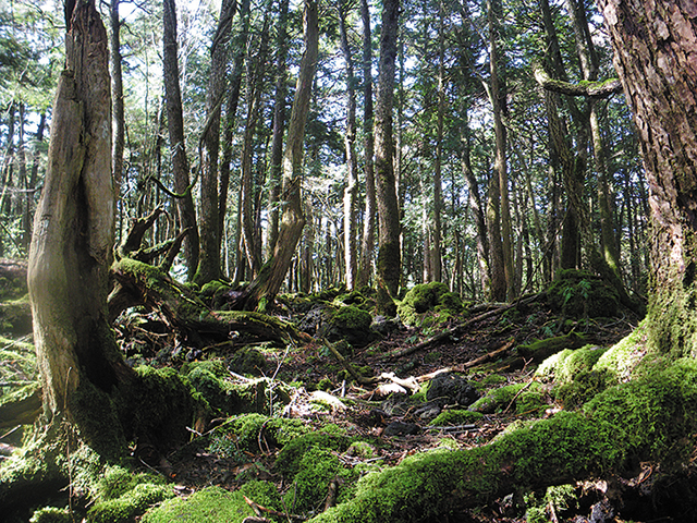 photo of Aokigahara-jukai Forest