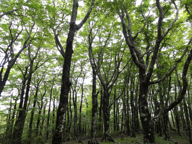 天城連山の写真