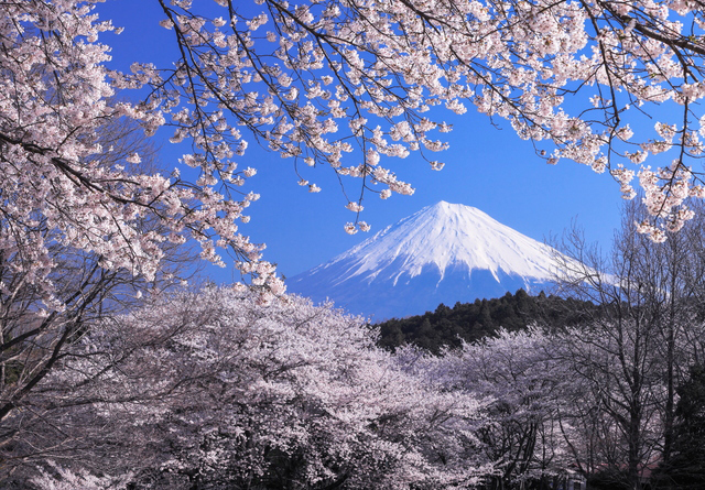 photo of Cherry Blossoms