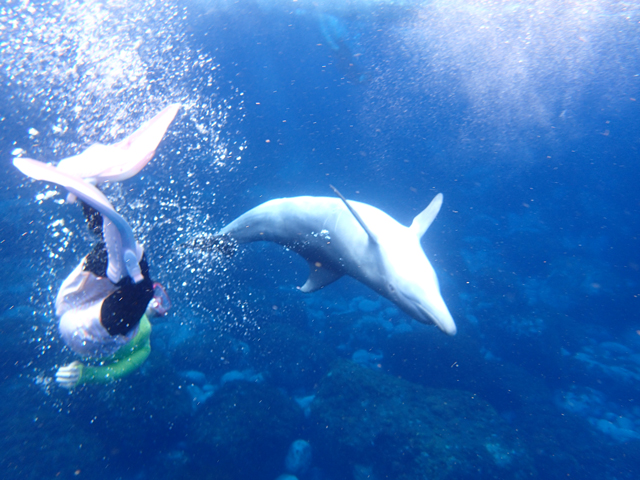 photo of Swimming with Dolphins