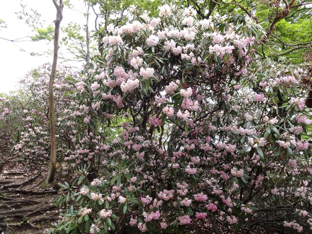 タイトル　アマギシャクナゲ（万三郎岳）