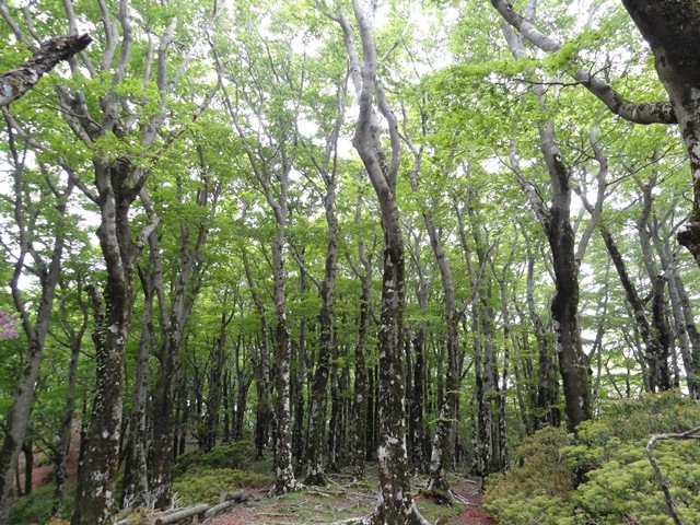 タイトル　天城縦走路のブナ原生林