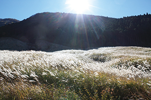 photo of Sengokuhara Pampas Grassland