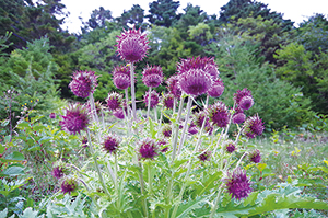 photo of Fujiazami (Cirsium Purpuratum)