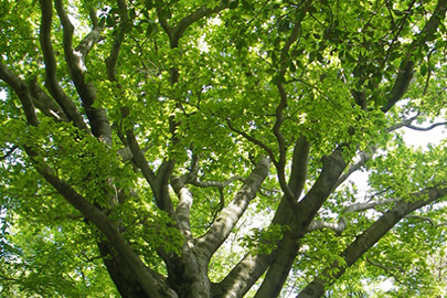 photo 10 of Fuji-Hakone-Izu National Park