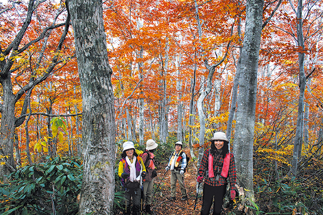 photo of Japanese Beech Forest