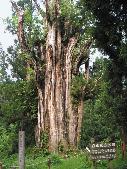 photo of Itoshiro Cedar