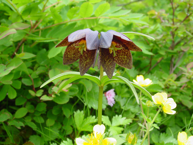photo of Chocolate Lily