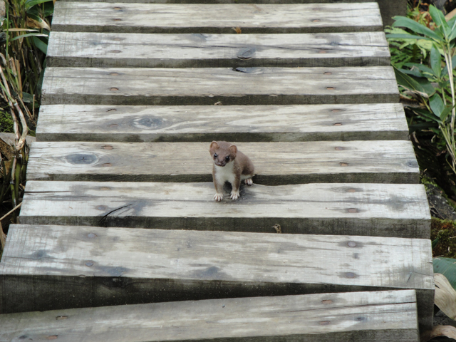 photo of Japanese Stoat