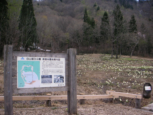 タイトル　根倉谷園地のミズバショウ