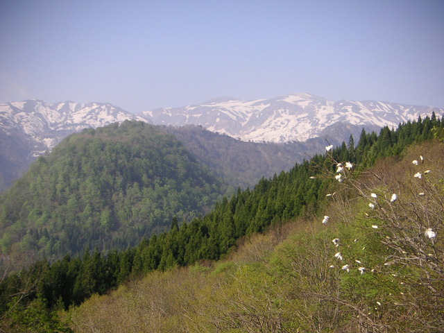 タイトル　岩屋俣園地展望台より白山と釈迦岳。花はタムシバ