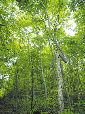 photo of Forests