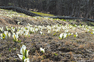 photo of Colony of Asian Skunk Cabbage  Growing in Neguradani Hiking Site