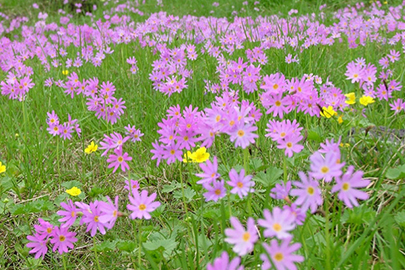 photo 6 of Hakusan National Park