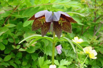 photo 10 of Hakusan National Park