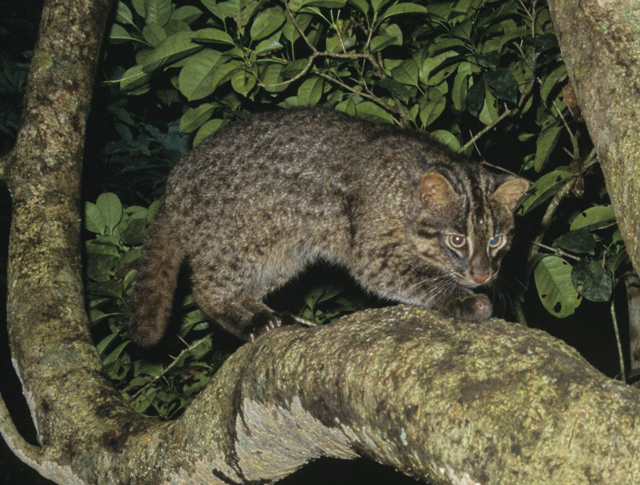 photo of Iriomote Wild Cat