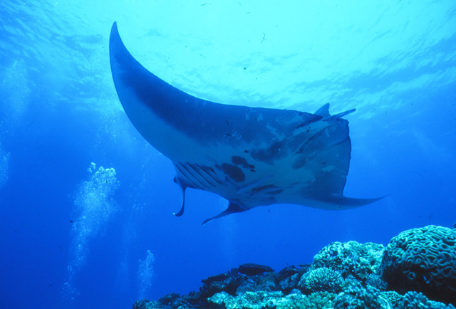 photo of Manta alfredi