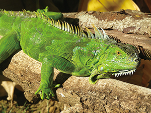 photo of Green Iguana