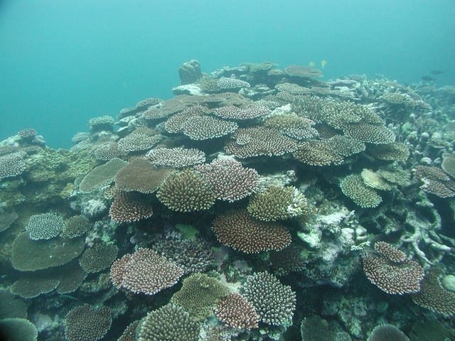 タイトル　黒島キャングチ