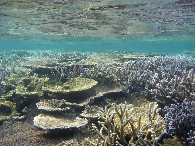 タイトル　石西礁湖のサンゴ礁