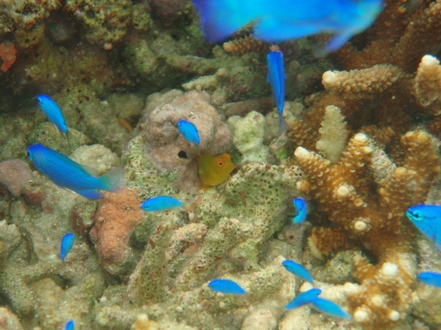 タイトル　インドカエルウオとルリスズメダイ