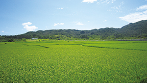 西表島の水田（美原）の写真