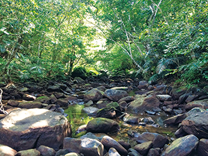 photo of Subtropical Forest