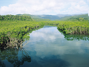 photo of Mangrove Forest