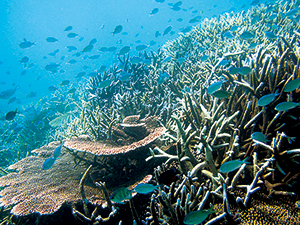石西礁湖のサンゴの海の写真