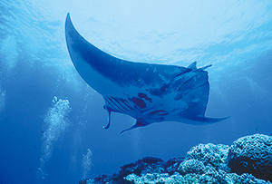 photo ofManta alfredi