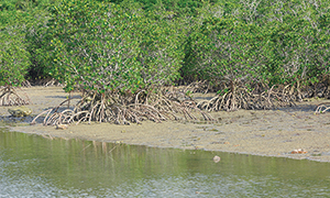 マングローブ林の写真