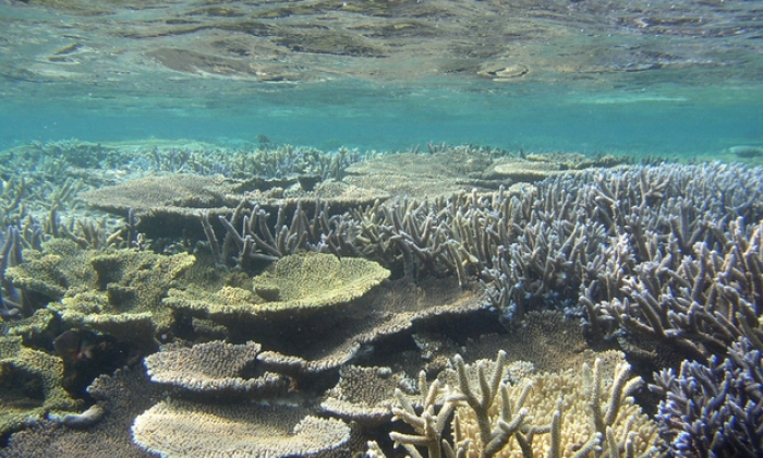 photo of Iriomote-Ishigaki National Park