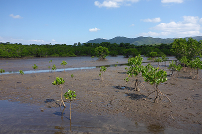 photo 4 of Iriomote-Ishigaki National Park